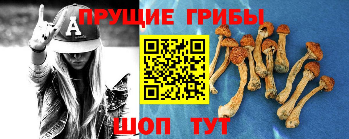 Галлюциногенные грибы Cubensis Псков